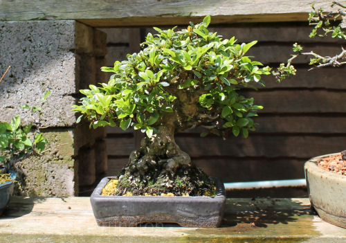 Satsuki Azalea bonsai 